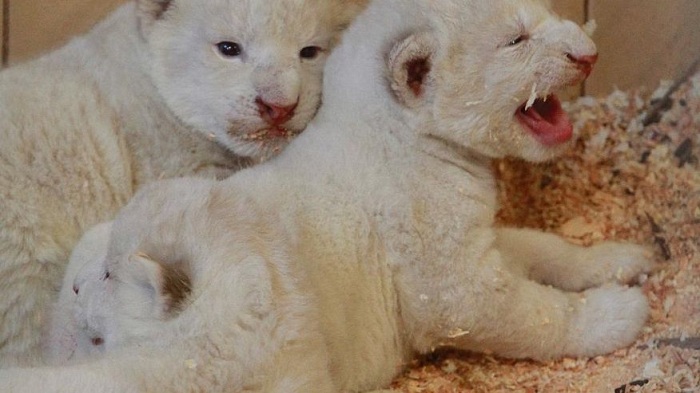 4 white lions, 3 white tigers born in zoo in Poland 